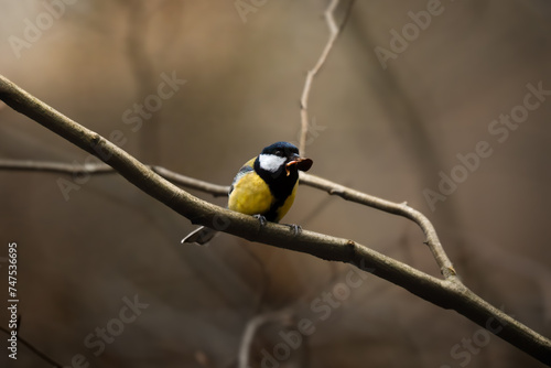 Einzelne Kohlmeisen posieren auf einem schneebedeckten Ast, umgeben von einer winterlichen Kulisse. Ihr lebhaftes Gefieder setzt einen Kontrast zur ruhigen Atmosphäre der Landschaft.