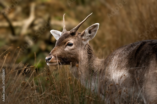 Ein majestätisches Reh steht ruhig in einem idyllischen Waldlichtung. Das sanfte Sonnenlicht streichelt sein Fell, während es die friedliche Naturkulisse genießt.