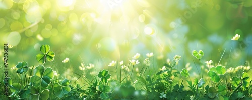 Green background with three-leaved shamrocks, Lucky Irish Four Leaf Clover in the Field for St. Patricks Day holiday symbol. with three-leaved shamrocks, St. Patrick's day holiday symbol, earth day.