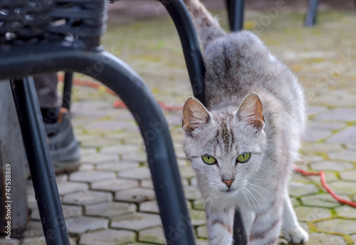 Pod stołem chodzi mały, szary kot z zielonymi oczami.Kot zielonymi oczami zaciekawiony patrzy w obiektyw aparatu.