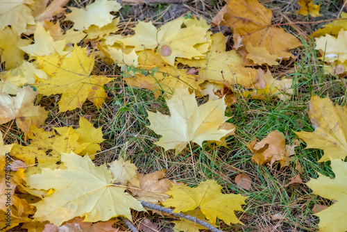 Liście klonu w złotych kolorach leżące na trawie. Październikowe popołudnie - złote jesienne liście spadłe z drzew.