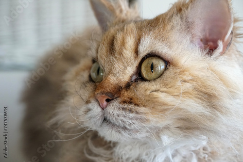 Принти на полотні Selkirk Rex cat looking towards the light, half-sitting on the window
