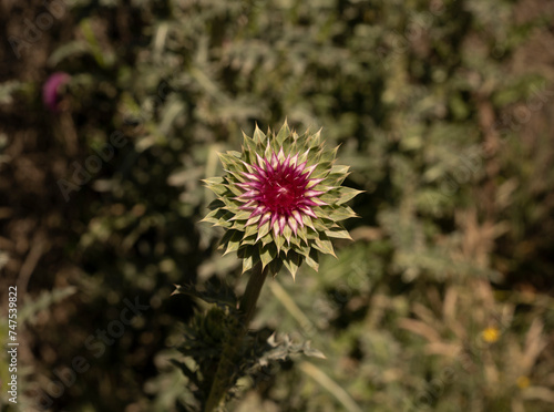 Floral. Top view of Cirsium vulgare purple flowers blooming in the field.