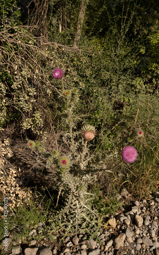 Botany. View of tall thistles, Cirsium vulgare purple flowers and green leaves foliage, blooming in the field. photo