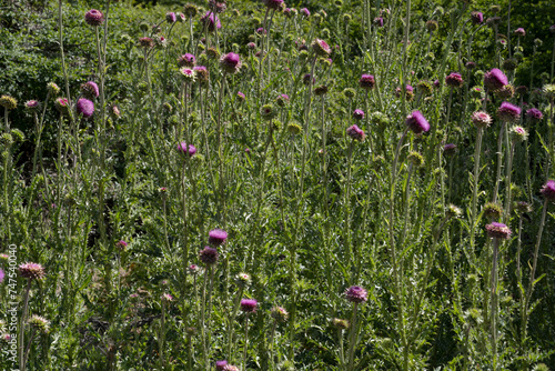 Botany. View of tall thistles, Cirsium vulgare purple flowers and green leaves foliage, blooming in the field.	 photo