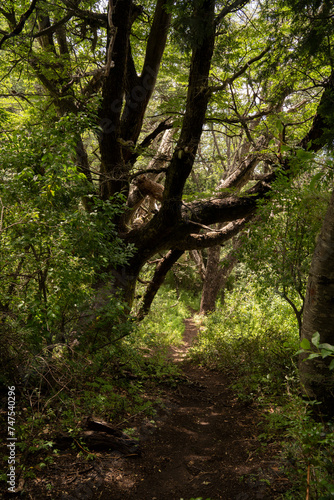 Hiking along the dirt path in the green mountain forest.