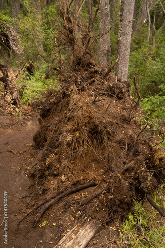 View of an uprooted tree fallen down in the hiking path.	
