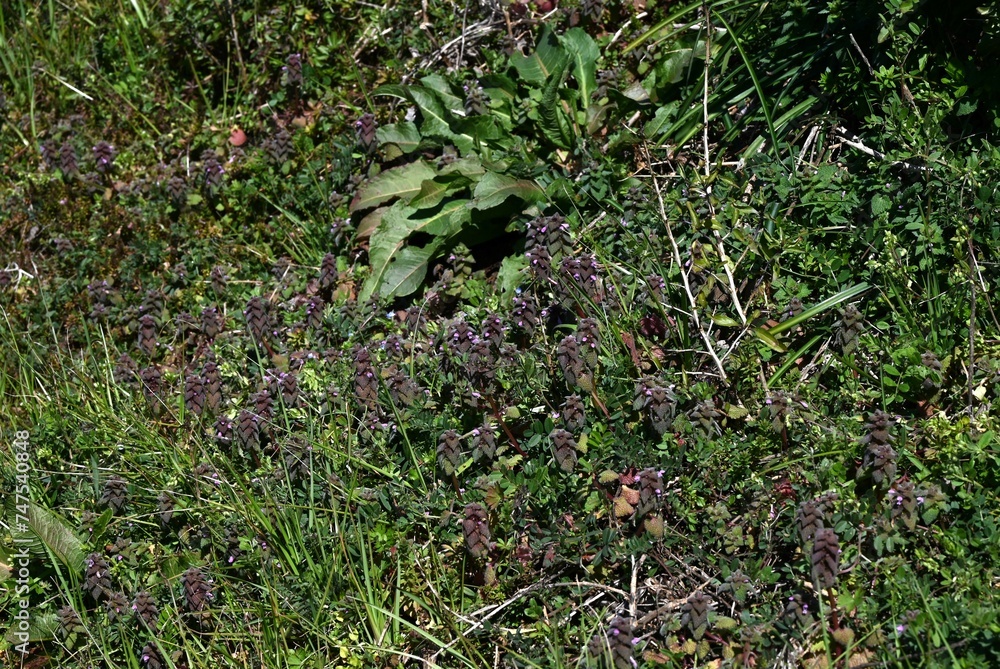 Red deadnettle flowers. A Lamiaceae that grows along roadsides and produces red-purple lip-shaped flowers in spring. Red deadnettle flowers. A Lamiaceae that grows along roadsides and produces red-purple lip-shaped flowers in spring.