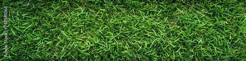 green grass texture.
