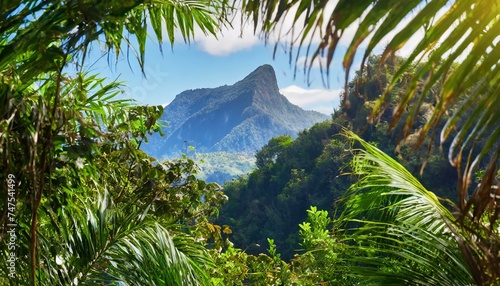 Selva amazonica paisaje arboles y palmeras photo