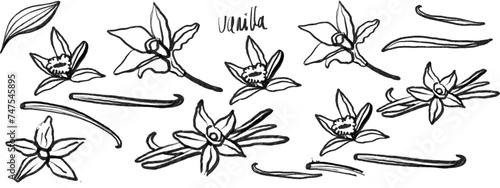 Isolated vector set of vanilla. Monichrome. Vanilla sticks, vanilla flower and pods. Aroma, food. Hand drawn. Vector hand drawn illustration of orchid Flower and pods on isolated background.