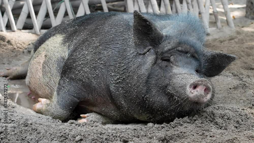 A large, contented black pig lies comfortably in the sand, its body covered in sandy particles, evoking a feeling of relaxation and satisfaction in a farm setting. A large, contented black pig lies comfortably in the sand, its body covered in sandy particles, evoking a feeling of relaxation and satisfaction in a farm setting.