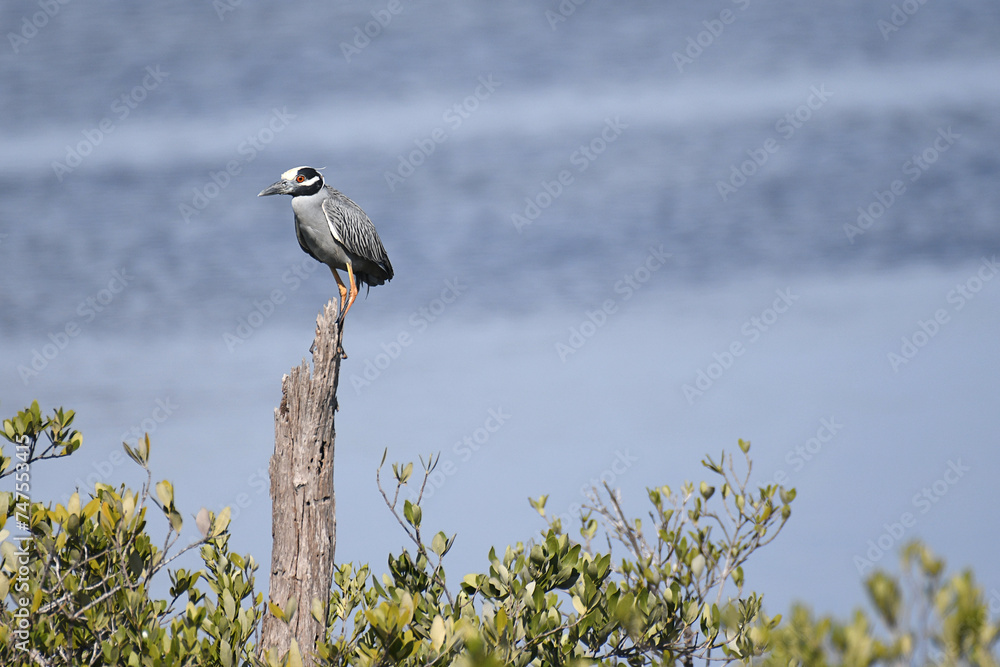 Yellow-crowned Night Heron perched on top of a tree Yellow-crowned Night Heron perched on top of a tree