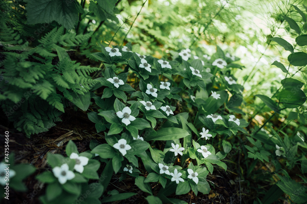 Wildflowers Blooming in Pacific Northwest Forest Wildflowers Blooming in Pacific Northwest Forest
