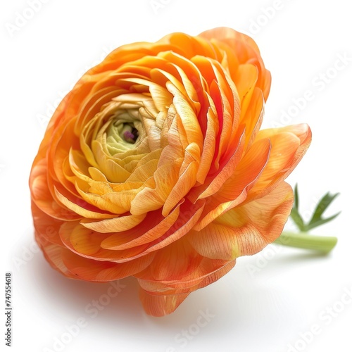 Orange Ranunculus flower isolated on white background