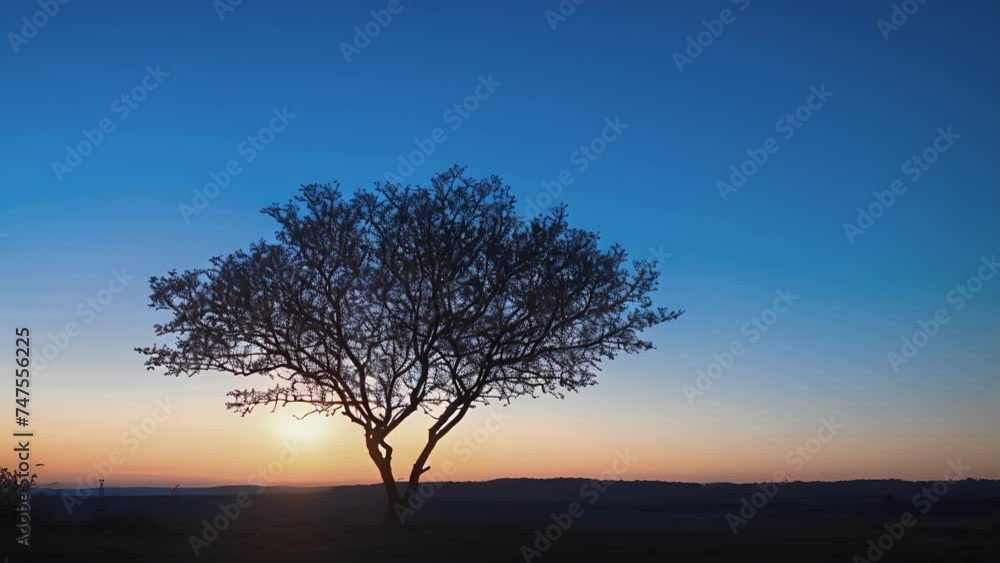 The solitary tree is silhouetted against a deep blue sky its branches reaching towards the fading light of day. The solitary tree is silhouetted against a deep blue sky its branches reaching towards the fading light of day.
