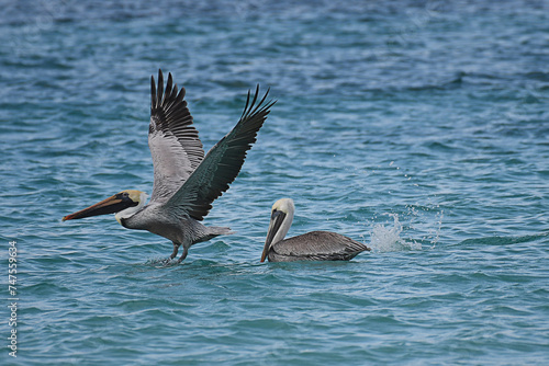 Brown Pelicans in the sea, one taking off, one steady