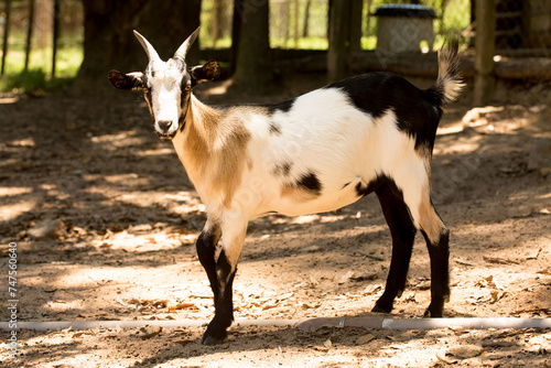 Cabrito, cabra ou bode animal criado para produção, de carne, leite, queijo e couro.  photo