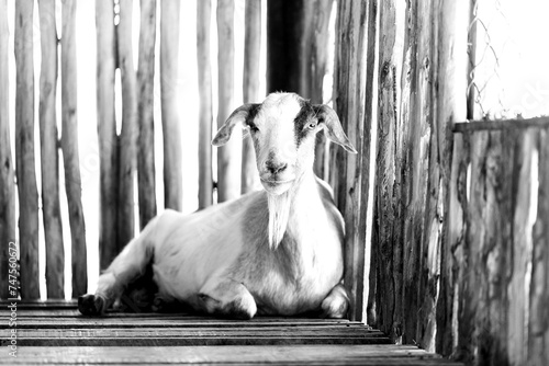 Cabrito, cabra, bode deitado ao lado de uma cerca de bambu.  photo