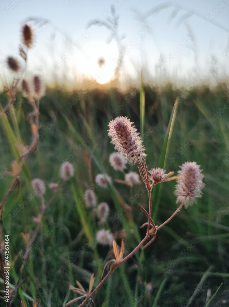 flowers in the field flowers in the field