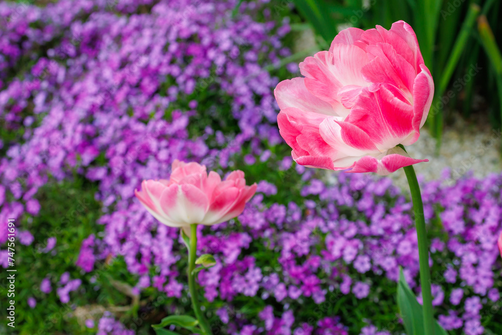 Flowers in a flower bed tulips. Greening the urban environment. Background with selective focus Flowers in a flower bed tulips. Greening the urban environment. Background with selective focus