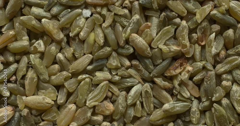 Close up view of freekeh grains as an abstract food texture. The cereal made from immature, green, fire roasted wheat to make a healthy, low-glycemic-index food. Table spin. Close up view of freekeh grains as an abstract food texture. The cereal made from immature, green, fire roasted wheat to make a healthy, low-glycemic-index food. Table spin.