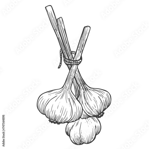 Garlic bunch line icon vector illustration.