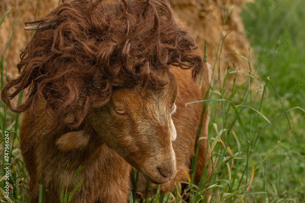 Funny Silly Goofy Hilarious Bad Hair Day Wig Costume Wearing Goat Farm Animal with Space for Text Funny Silly Goofy Hilarious Bad Hair Day Wig Costume Wearing Goat Farm Animal with Space for Text