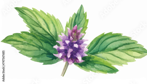 Bild auf Leinwand watercolor drawing flower of Korean mint, Patchouli, wrinkled giant hyssop,Agast