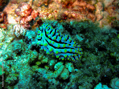 Nudibranch in Coral Reef: Scuba Diving in the Similan Islands, Thailand