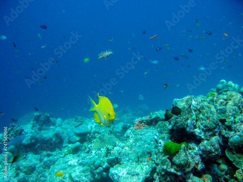 The Bright Yellow Fish at the Coral Reef: Scuba Diving in Thailand