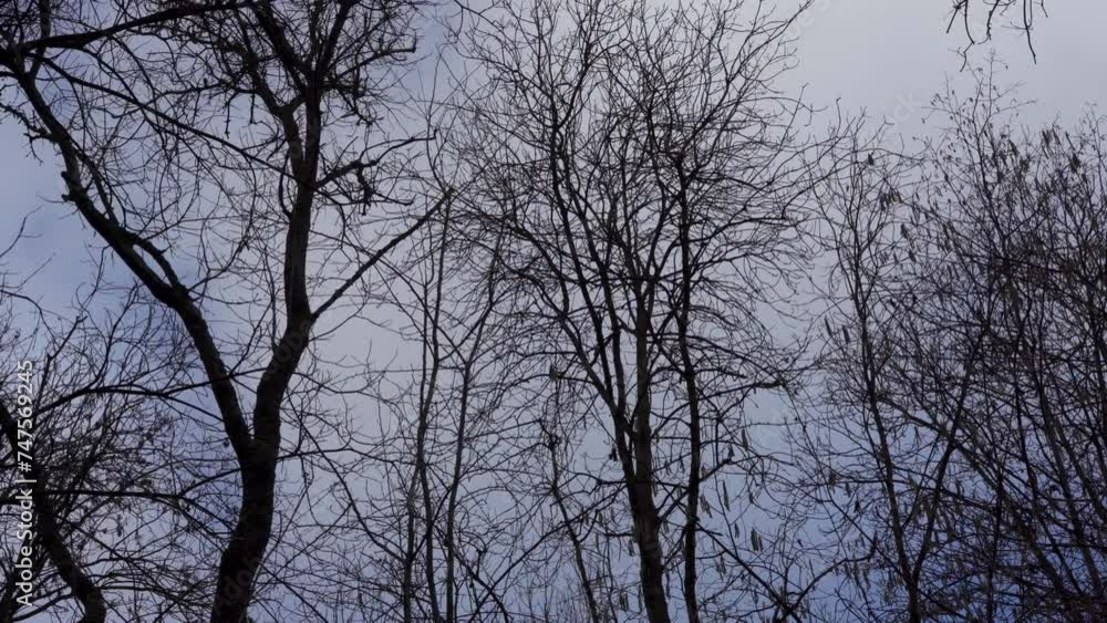 Tall leafless trees with bare branches on a cloudy sky