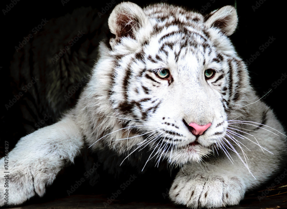 Obraz premium white bengal tiger