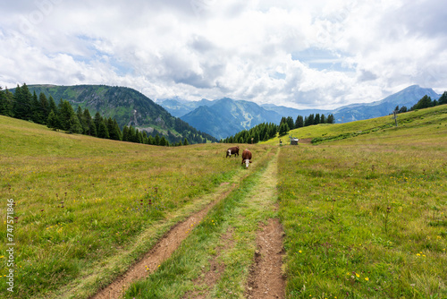 Les vaches en Montagne- Chatel France