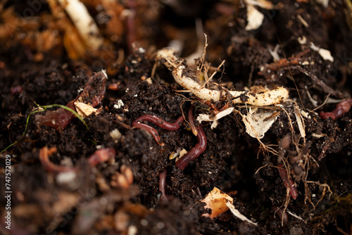 Earthworms play a vital role in the composting process.They break down organic matter, such as leaves, grass, food scraps, into nutrient-rich compost. This compost can then be used to fertilize plants photo