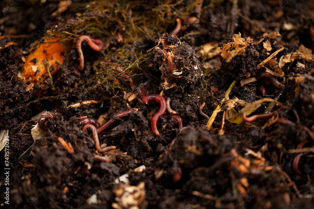 Earthworms play a vital role in the composting process.They break down organic matter, such as leaves, grass, food scraps, into nutrient-rich compost. This compost can then be used to fertilize plants