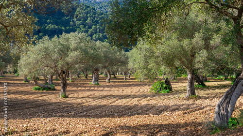 Sunlit Olive Grove with Ancient Trees in a Picturesque Mediterranean Landscape © juanjo