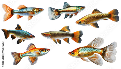 Set of guppy fishes isolated on white or transparent background, cut out fishes, PNG