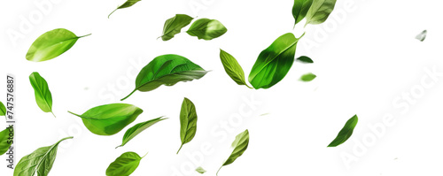 A green leaves flying.
