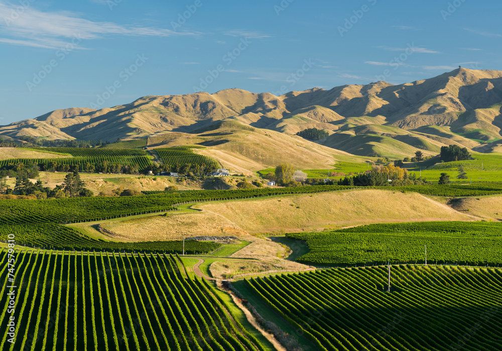 Weinbau bei Sedge Brook, Haldon Hills, Marlborough, Südinsel, Neuseeland, Ozeanien