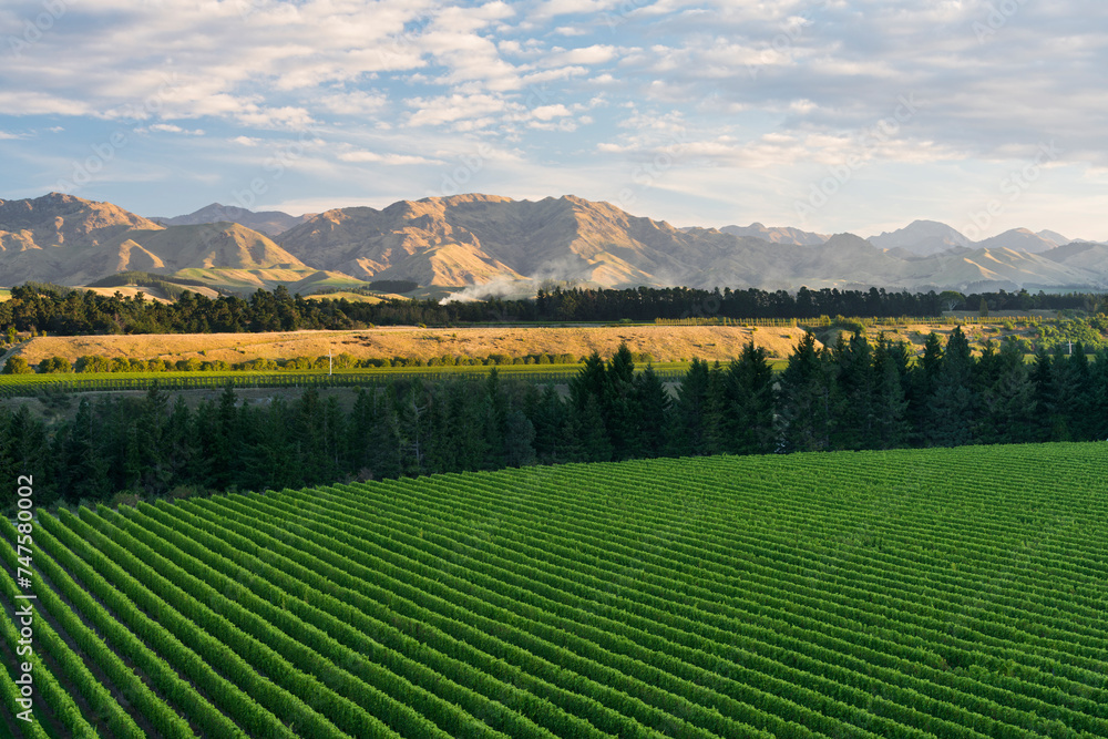 Weinbau, Awatere Valley, Blue Mountain Range, Marlborough, Südinsel, Neuseeland, Ozeanien