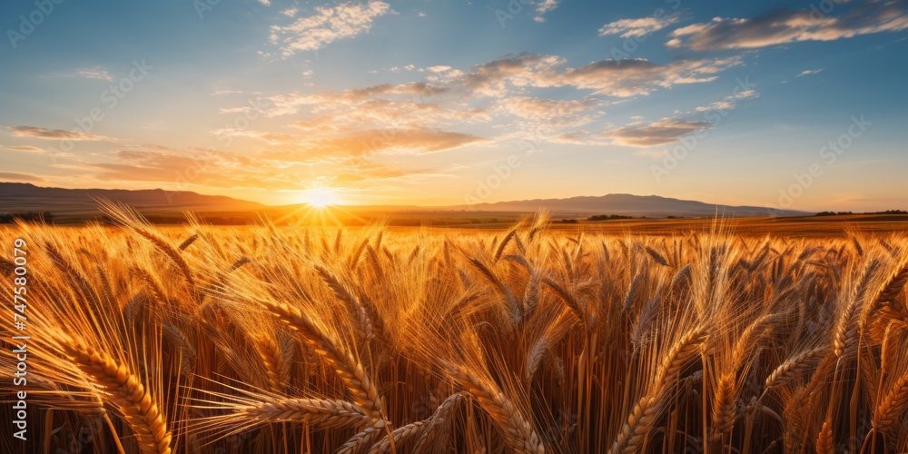 View of Wheat Field in golden hour