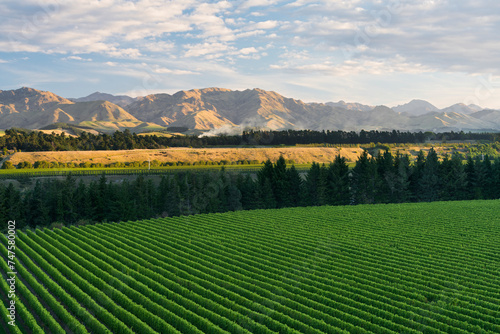 Weinbau, Awatere Valley, Blue Mountain Range, Marlborough, Südinsel, Neuseeland, Ozeanien