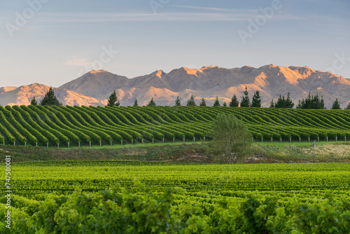 Weinbau, Awatere Valley, Blue Mountain Range, Marlborough, Südinsel, Neuseeland, Ozeanien photo