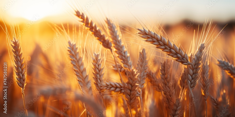close up of View of Wheat Field 