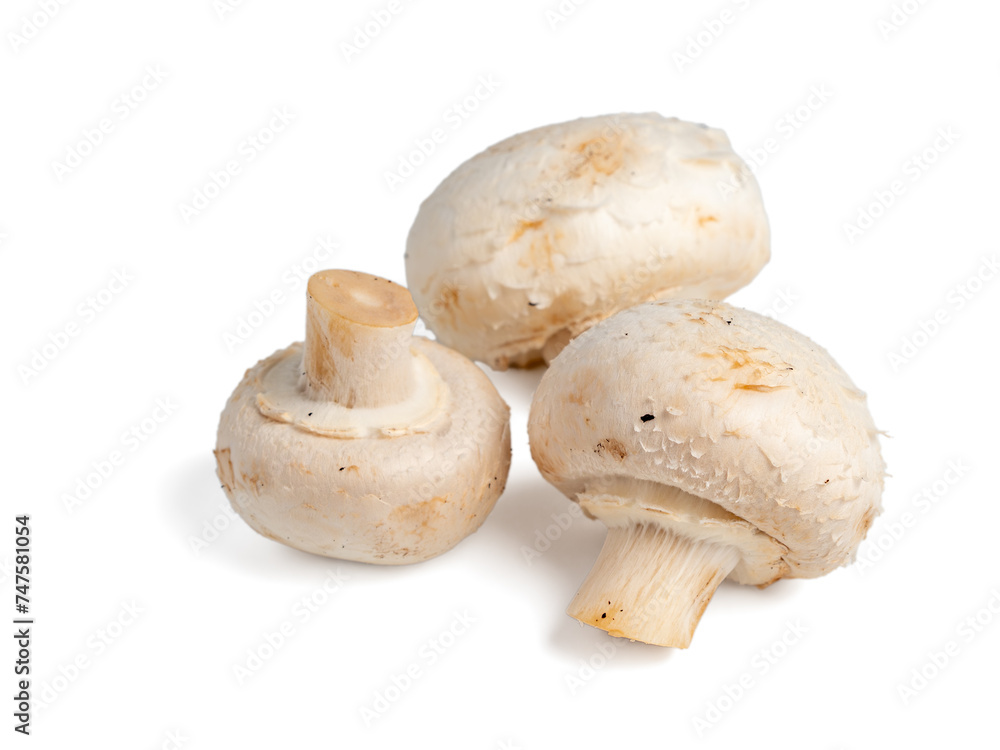 White mushroom on a white background. White mushroom close-up. White mushroom on a white background. White mushroom close-up.