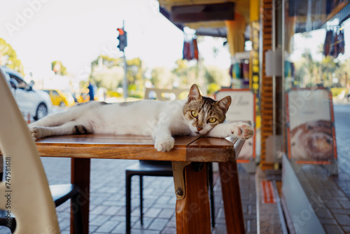 A content cat stretches out on a cafe table, watching the world go by in a bustling city setting