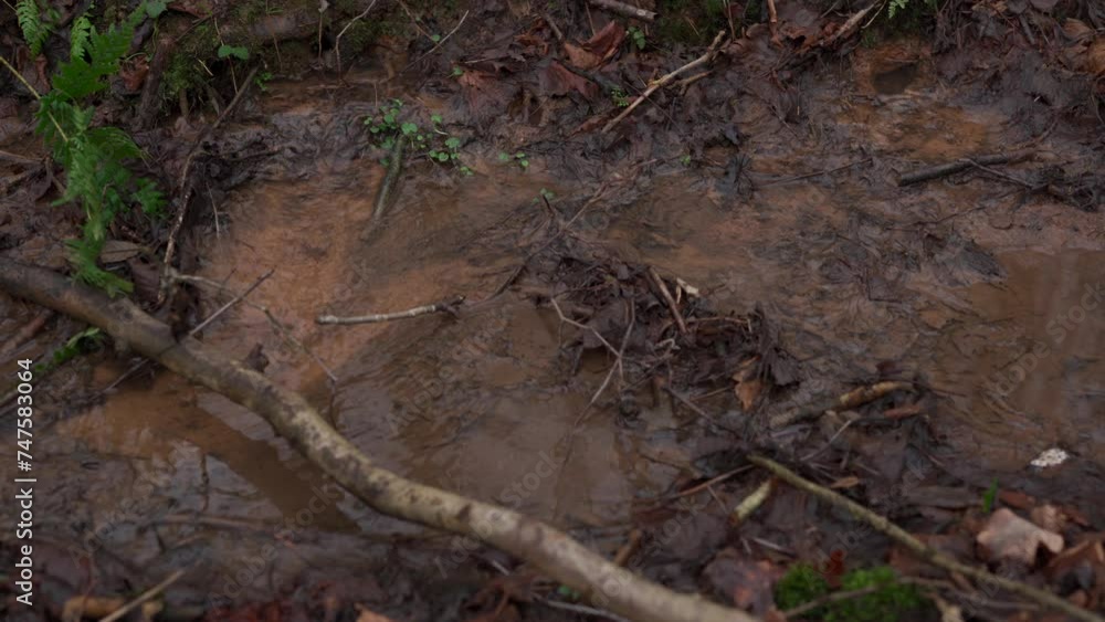 Natural springs of water pouring out from a muddy forest scene into a stream Natural springs of water pouring out from a muddy forest scene into a stream