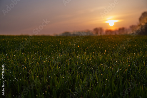 dew in the grass at sunset