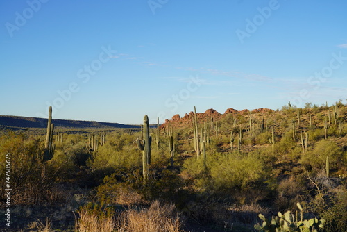 Just after dawn in the Sonoran Desert